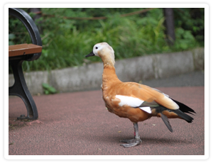 野毛山動物園