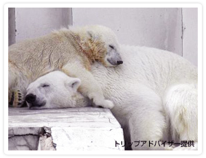 札幌市円山動物園